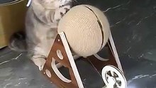 Cat cuty 001 #cat #catshorts #catvideos #catsvideo #petsfofinhos #gatinhaestrelinha