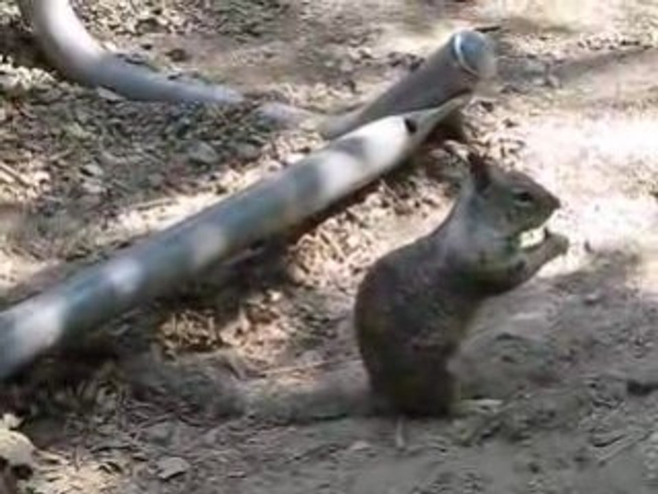 Cute Squirrel Yosemite Park