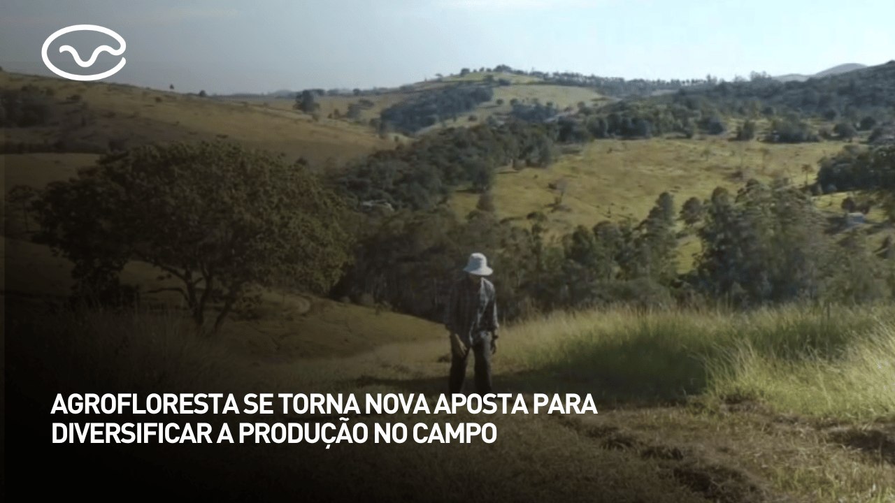 Agrofloresta se torna nova aposta para diversificar a produção no campo