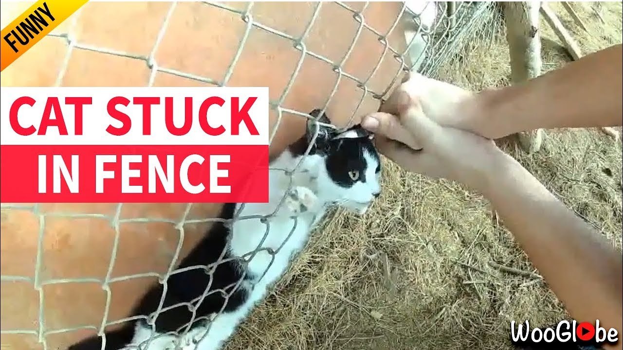 Heartwarming Rescue: Kind Man Saves Cat Trapped in Fence