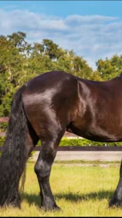 Il a steaké un cheval wsh
