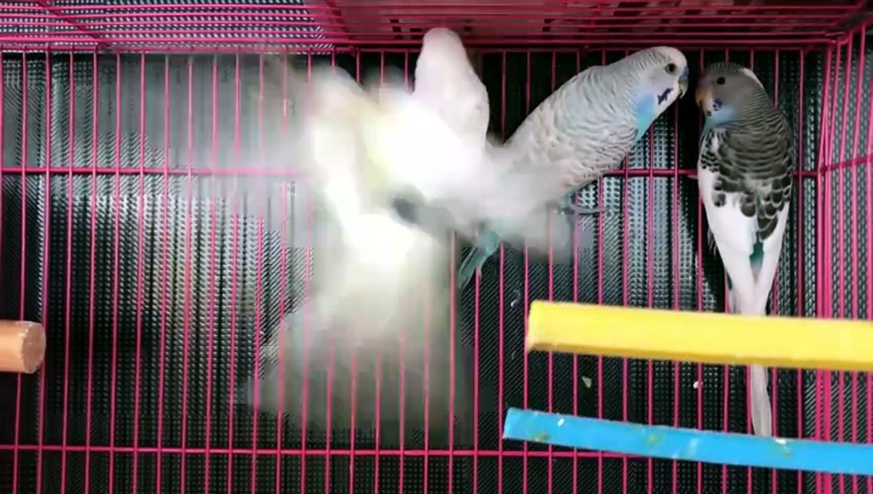 why budgies die suddenly