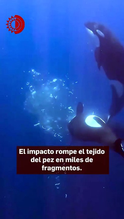 Orcas embisten cuerpos de peces luna y observan cómo explotan; por diversión o por comida, según estudio
