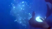 Orcas embisten cuerpos de peces luna y observan cómo explotan; por diversión o por comida, según estudio