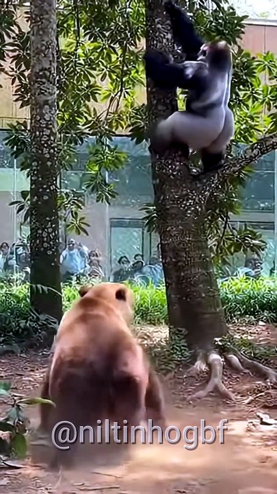 Chuva De Jaca No Recinto Gorila E Urso Pardo #viral  #animals #selvagem #wildlife #natureza #gorila