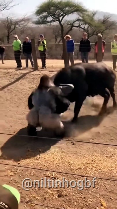Bufalo vs Gorila #viral #animals #selvagem #monkey #funny #natureza #natureza