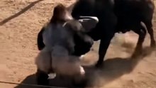 Bufalo vs Gorila #viral #animals #selvagem #monkey #funny #natureza #natureza