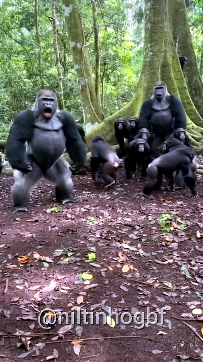Confusão Na Floresta Dois Gorilas Unidos Contra Um Grupo De Chimpanzés  #viral #selvagem #natureza