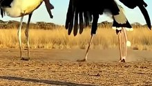 Cegonha Marabu vs Ave Secretária #AvesAfricana #ConfrontoSelvagem #VidaAnimal