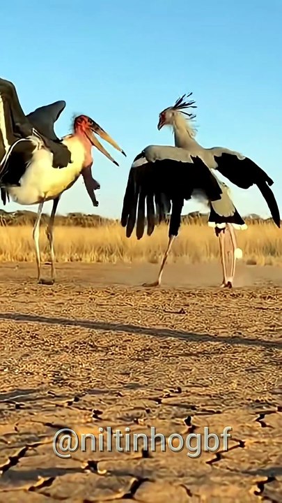Cegonha Marabu vs Ave Secretária #AvesAfricana #ConfrontoSelvagem #VidaAnimal