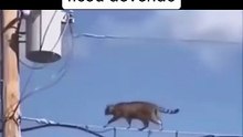 Perdendo 7 vidas