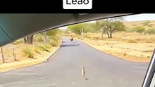 Fugindo do Leão