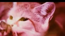 Gato do Deserto