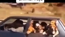 Passeio com animais