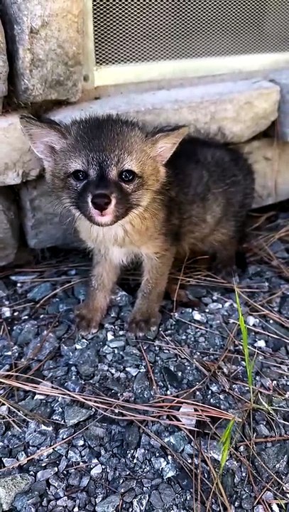 Rescuing A Fox Baby From Sacramento Wild life