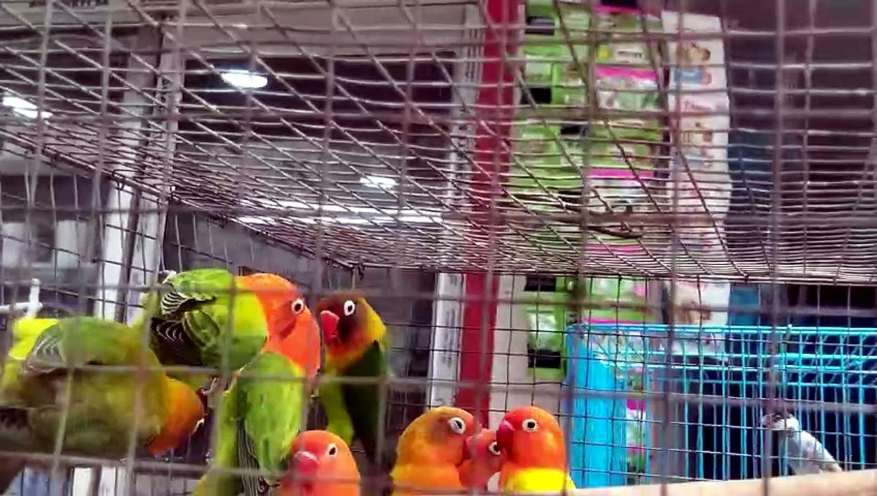 Colourful Parrots in a Cage | Beautiful & Vibrant Birds | MindTrekVlog