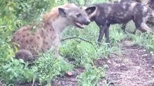 Breathtaking Safari Video Of African Wild Dog Pack Swarming And Mobbing A Spotted Hyena