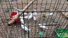 Beautiful White Small Birds in a Cage | Graceful & Charming Birds | MindTrekVlog