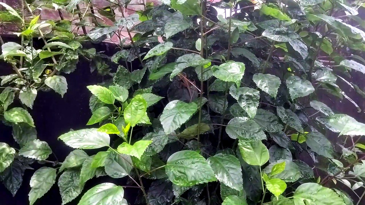 Chameleon on My Flower Plant | Amazing Nature E...