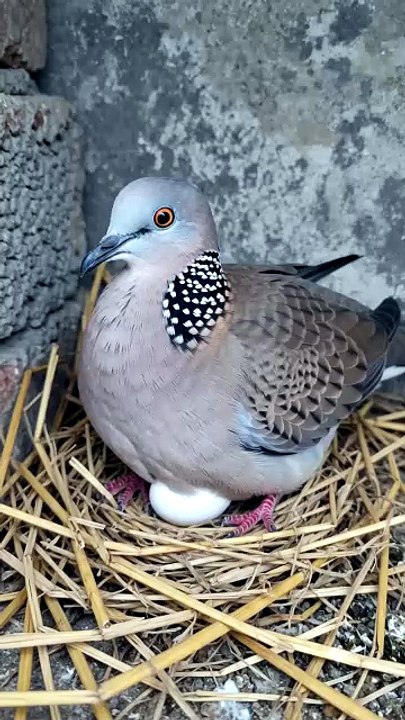 Father And Mother Protect Eggs