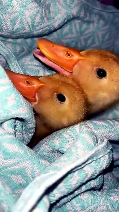 Beautiful Shots Of Baby Ducklings