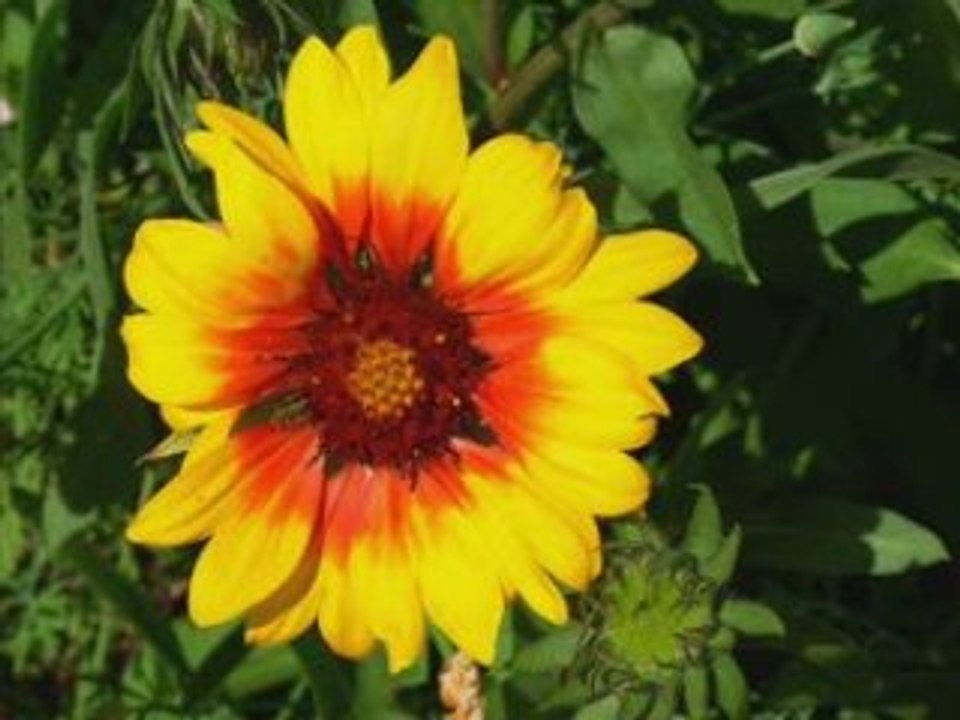 Vieilles chansons françaises j'ai descendu dans mon jardin