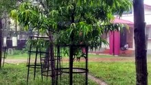 Afternoon Rain on a Bright Day | Refreshing Weather in Agartala, Tripura | MindTrekVlog