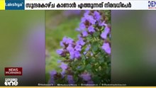 നീലയിൽ കുളിച്ച് നീല​ഗിരി...; പൂത്തുലഞ്ഞ് കുറിഞ്ഞി...; നീലവസന്തം കാണാൻ സഞ്ചാരികളുടെ പ്രവാഹം