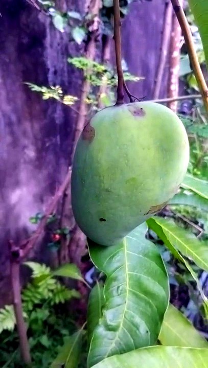 A Single Mango Fruit on the Tree | Nature's Sweet Treasure | MindTrekVlog