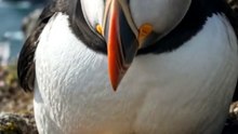 🌟 The Legendary Puffin and the Golden Egg – A Heartwarming Fantasy Adventure  #FantasyAdventure #GoldenEgg #PuffinLife