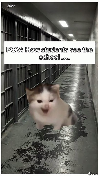 ​How Everyone Sees School vs Reality! 😂 Cat Meme Edition #Shorts
