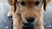 Cute Golden Retriever Running on Frozen Lake 🐶❄️ | Funny Dog Moments That Will Make You Smile
