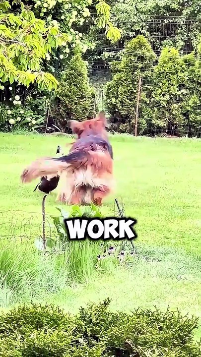 🤣🤣🤣funny German Shepherd dog😄😄😄😄german Shepherd black #whitehair#germansherphed🐾🐾🐾