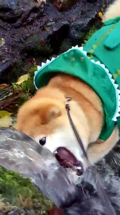 Dog video