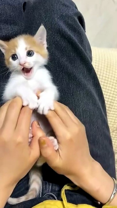 funny cat videos 🤣