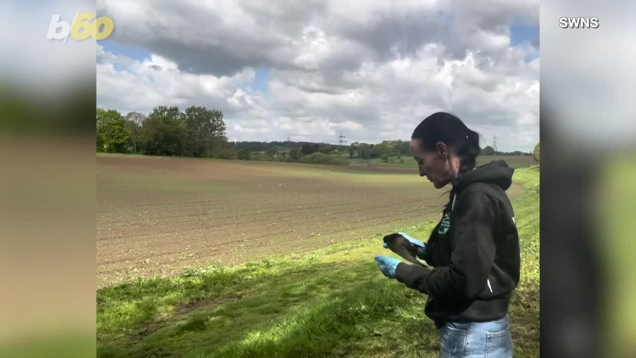 Meet Carly Ahlen: saving endangered swifts by hand-feeding them hourly