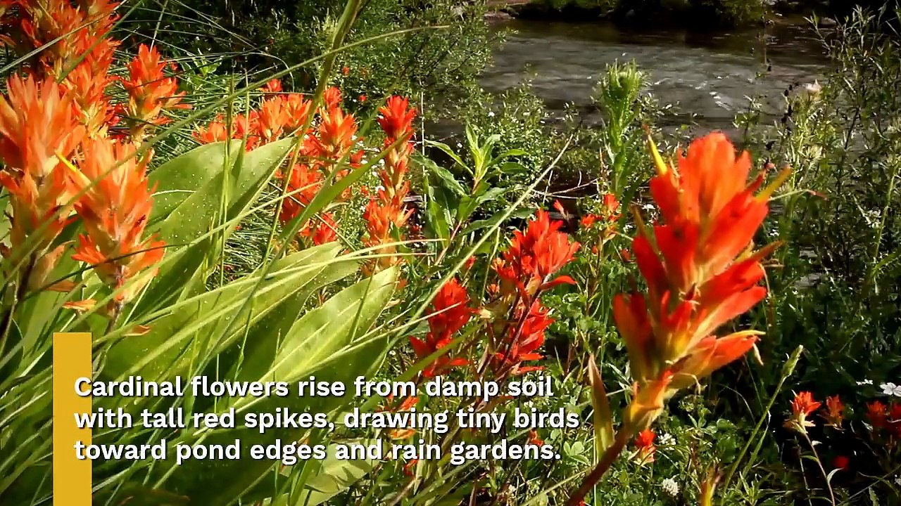 Meet 12 Flowering Perennials That Draw Hummingbirds