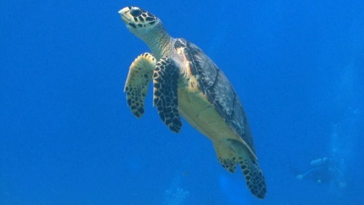 Long-distance swimming helps some marine animals escape ocean heat