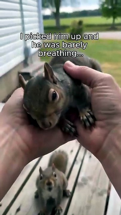 Squirrel