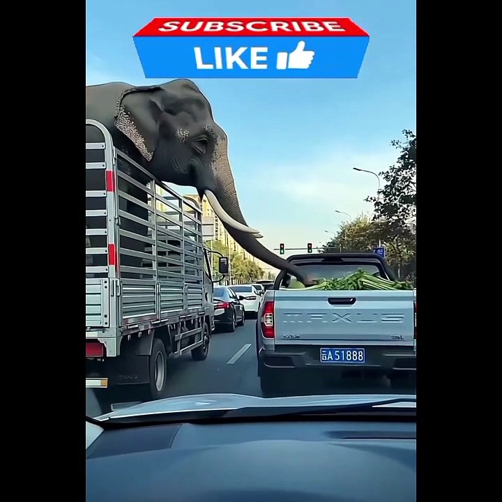 Elephant and Watermelon