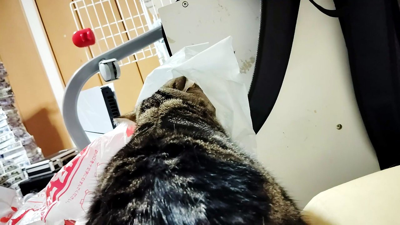 ゴミ袋を舐めるシフォン4