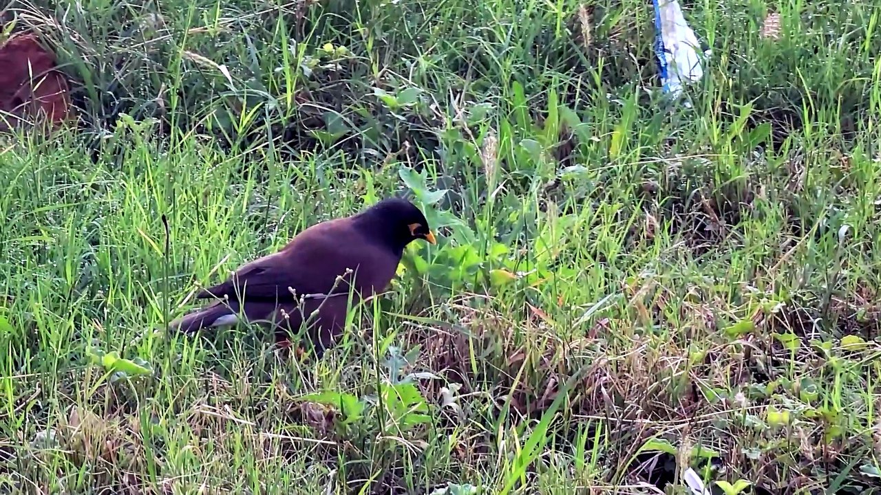 Common Myna in  Morning