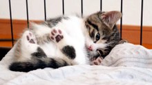 Kitten Coco sleeps sweetly