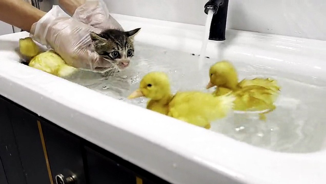 Three ducklings are going to teach kittens to s...