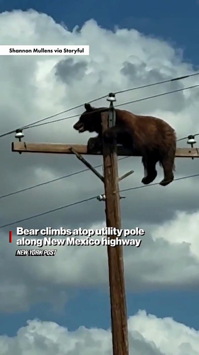 Nouveau-Mexique : Un ours imposant surpris au sommet d'un poteau électrique