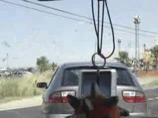 fiesta del agua radical