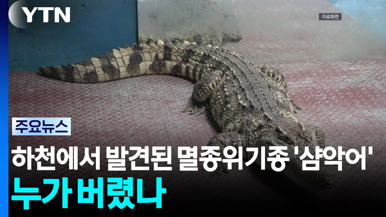 하천에서 발견된 멸종위기종 '샴악어'...누가 버렸나 / YTN