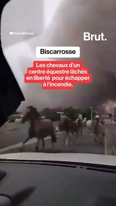 Biscarrosse : les chevaux d’un centre équestre lâchés en liberté  pour échapper à l'incendie.
