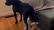 Tiny_terror_activated_😱😂”__#FunnyDogVideo_#PitbullHumor_#ChihuahuaLife_#DogComedyUSA_#PetsBeingFunny_AIPetVideo_AIVideo(360p)