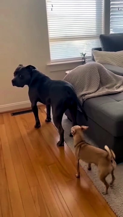 Tiny_terror_activated_😱😂”__#FunnyDogVideo_#PitbullHumor_#ChihuahuaLife_#DogComedyUSA_#PetsBeingFunny_AIPetVideo_AIVideo(360p)